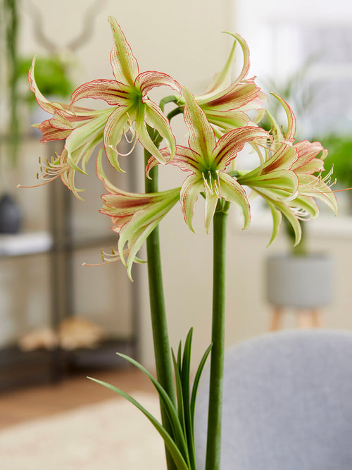 Jumbo Amaryllis Emerald