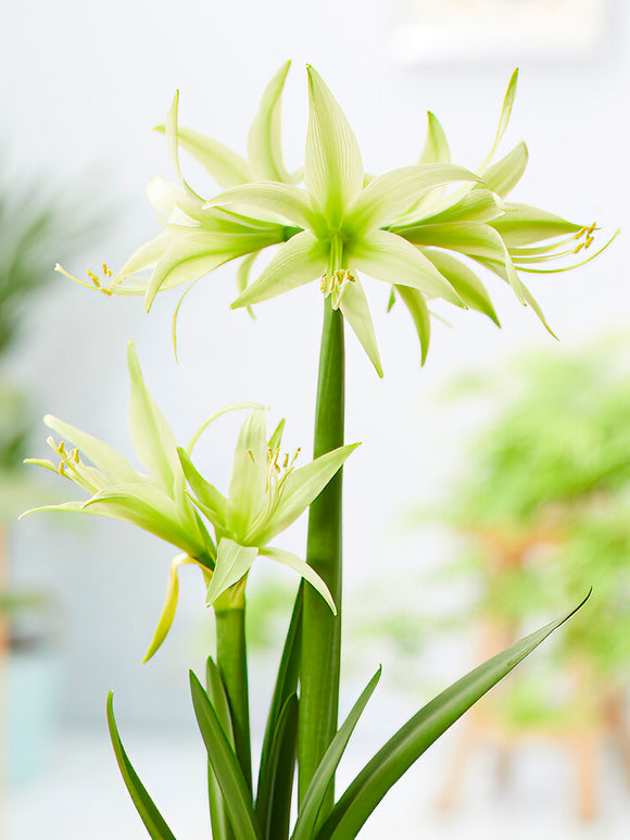 Jumbo Amaryllis Evergreen