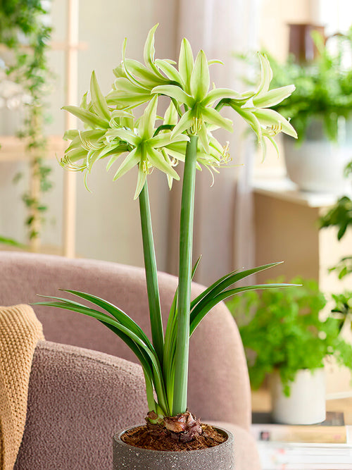 Jumbo Amaryllis Evergreen