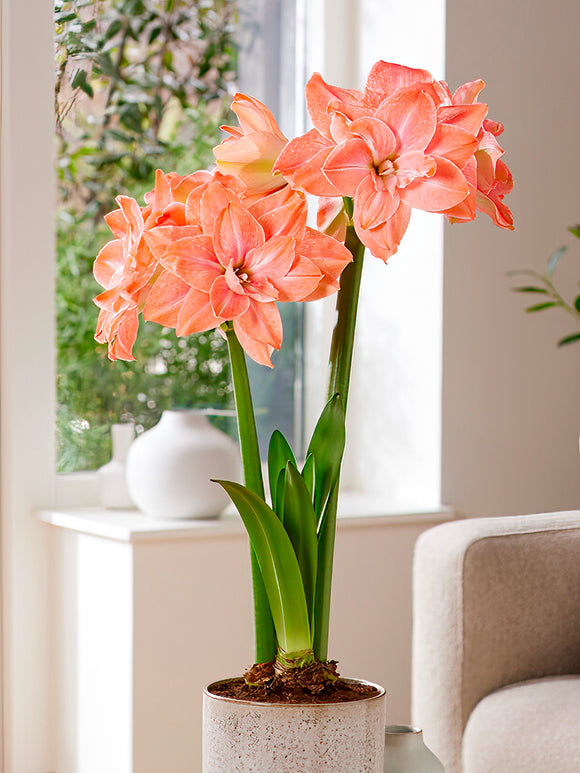 Jumbo Double Amaryllis Flamingo Amadeus
