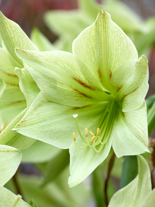 Jumbo Amaryllis Green Valley
