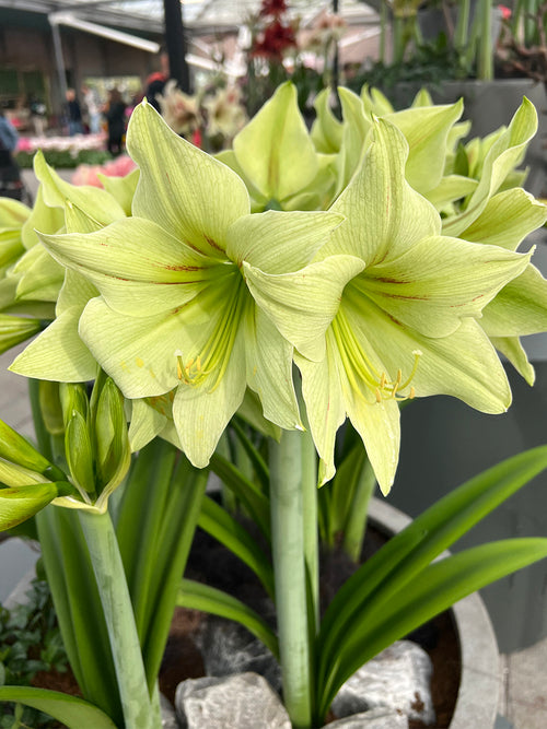 Jumbo Amaryllis Green Valley