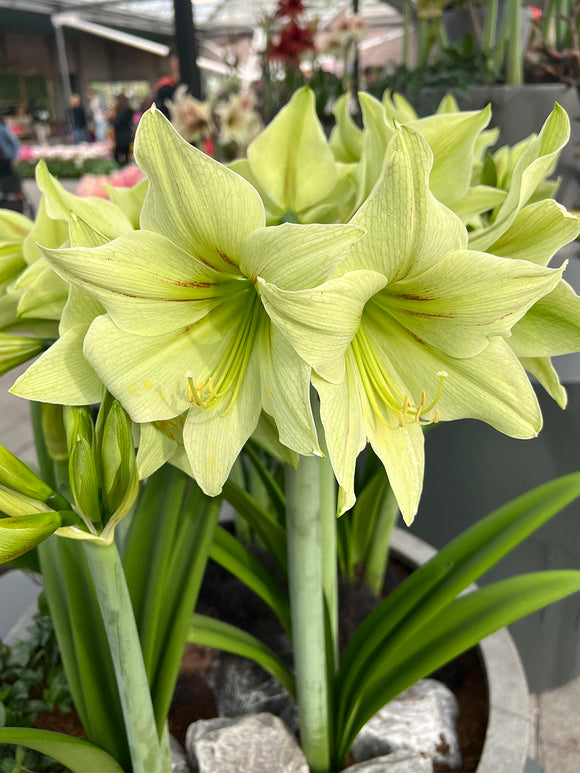 Jumbo Amaryllis Green Valley