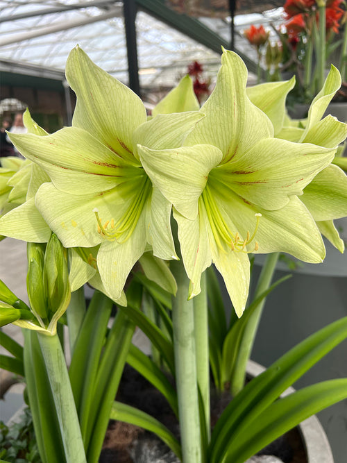 Jumbo Amaryllis Green Valley