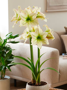 Jumbo Amaryllis Lemon Cream