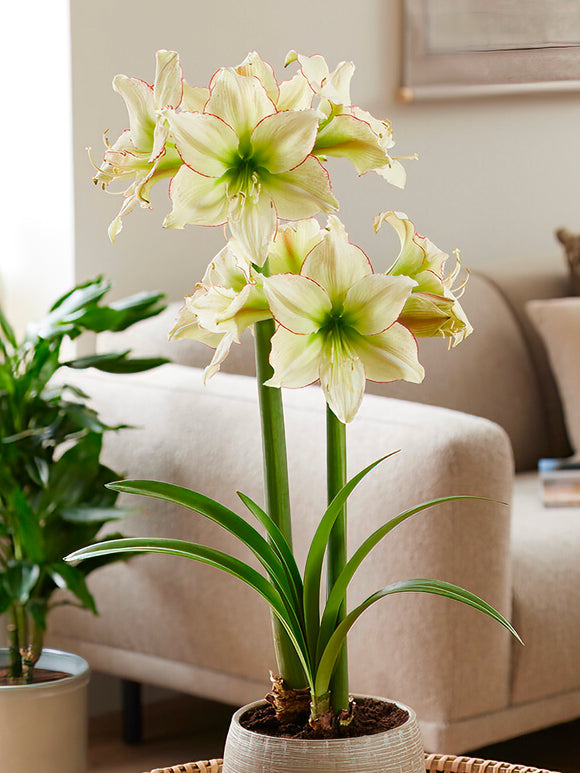 Jumbo Amaryllis Lemon Cream