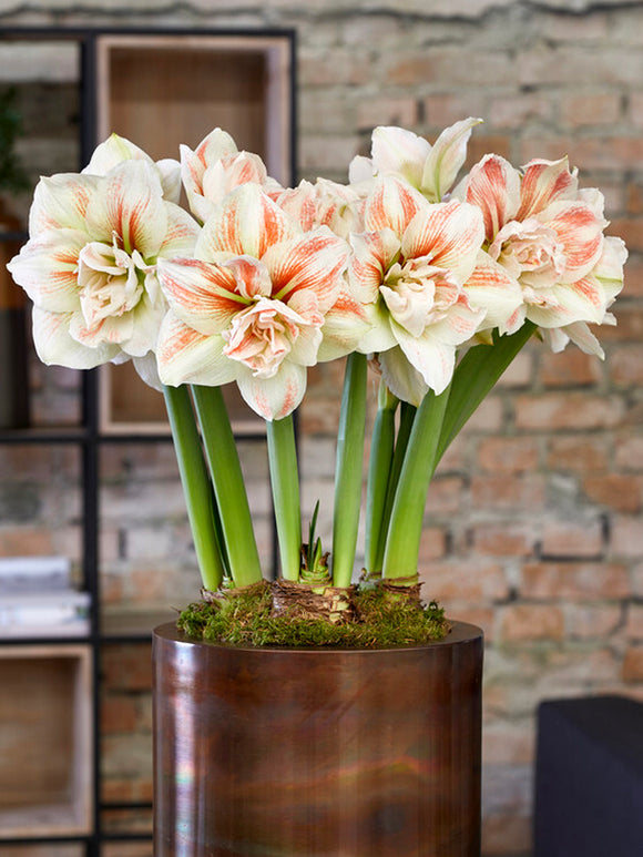 Jumbo Double Amaryllis Nymph