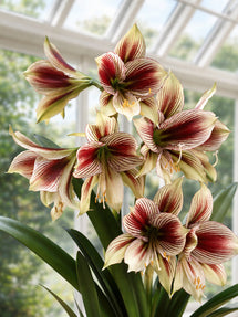 Jumbo Amaryllis Papilio