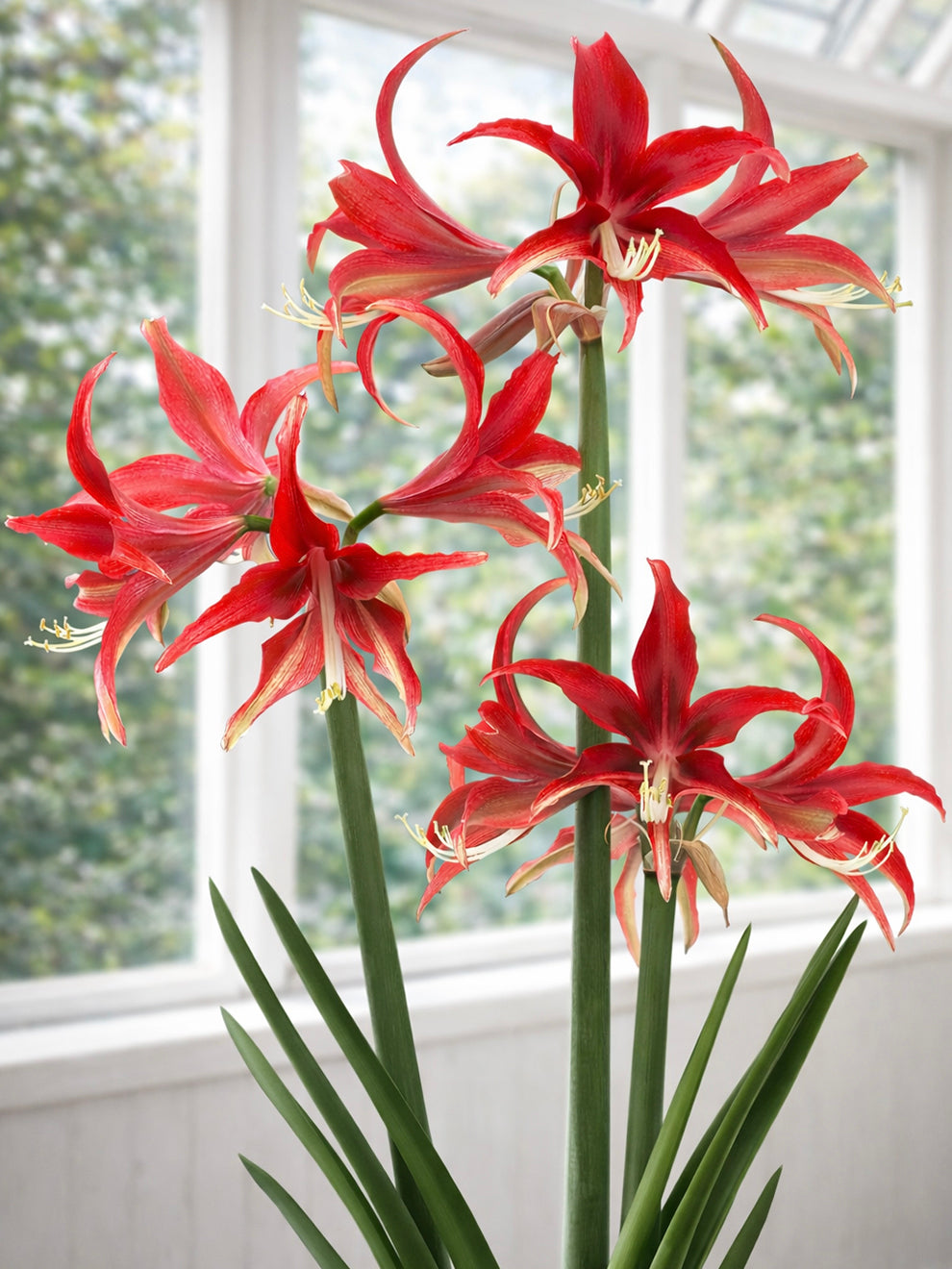 amaryllis lily flower bulbs Jumbo Amaryllis Quito Bulb, Red - 1 Bulb