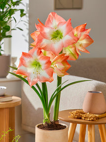 Jumbo Amaryllis Shine Dream