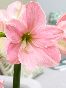 Jumbo Amaryllis Sweet Star