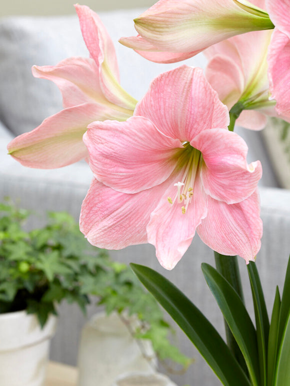 Jumbo Amaryllis Sweet Star