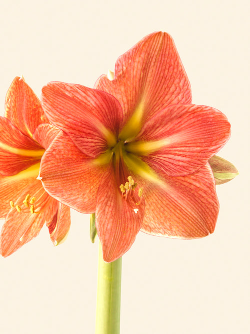 Jumbo Amaryllis Terra Cotta Star