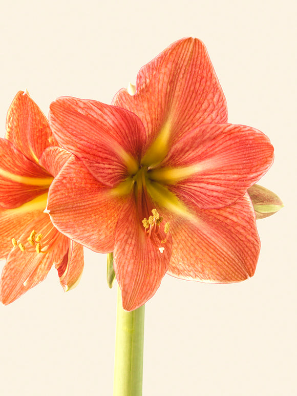 Jumbo Amaryllis Terra Cotta Star