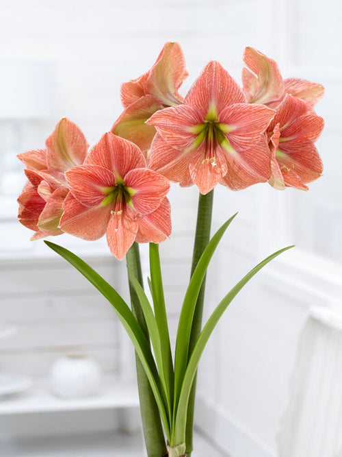 Jumbo Amaryllis Terra Cotta Star