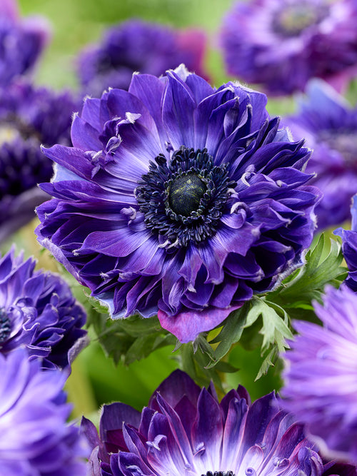 Anemone Fullstar Blue