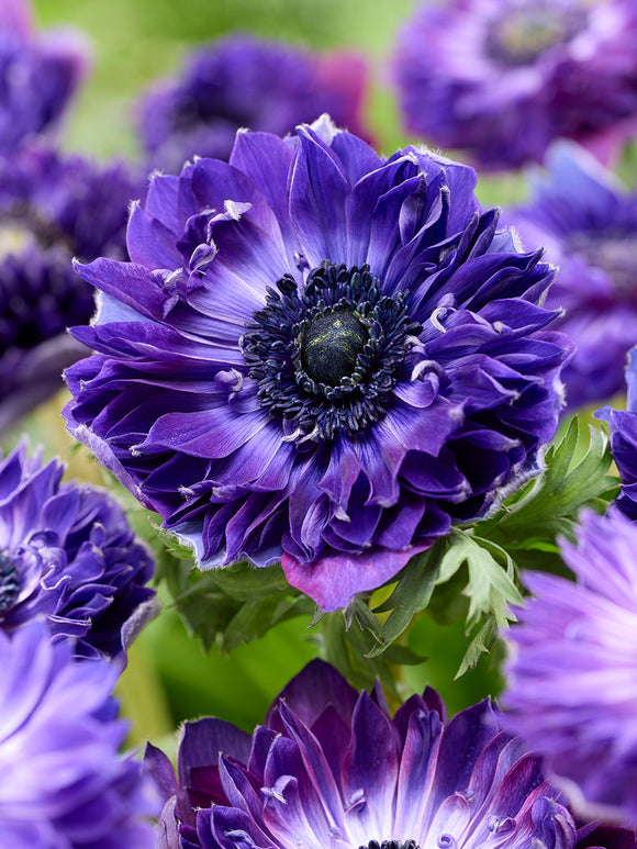 Anemone Fullstar Blue