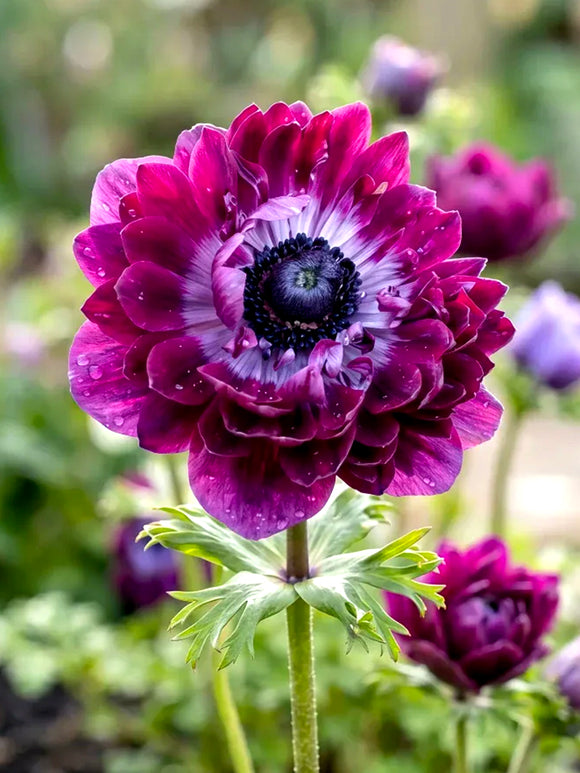 Close-up of Anemone Fullstar Bordeaux velvety wine-red petals