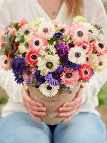 Anemone Fullstar Mix