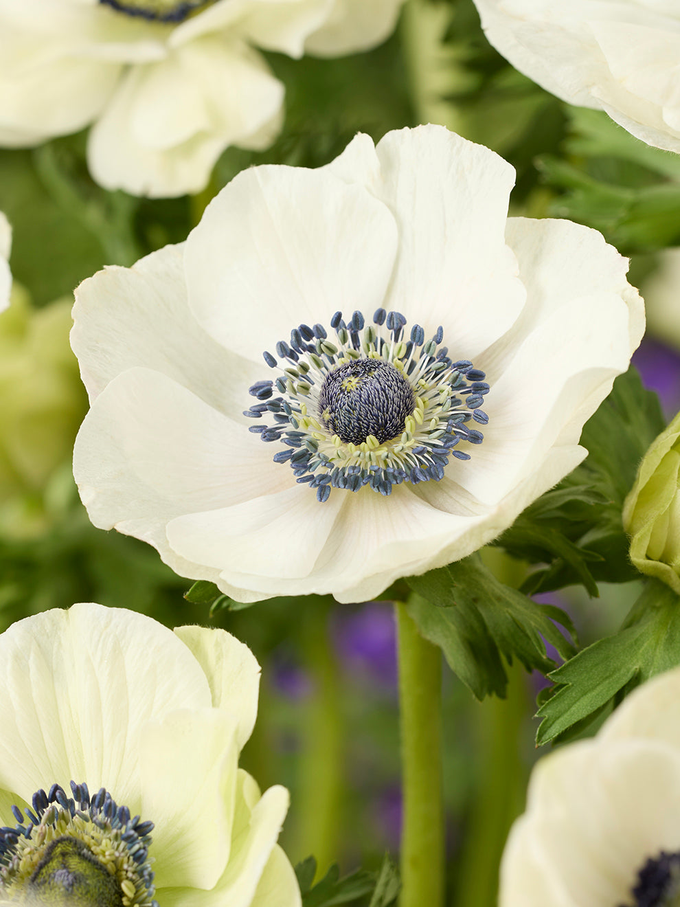 white anemone flower seeds Anemone Galilee White