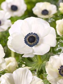 Anemone Galilee White