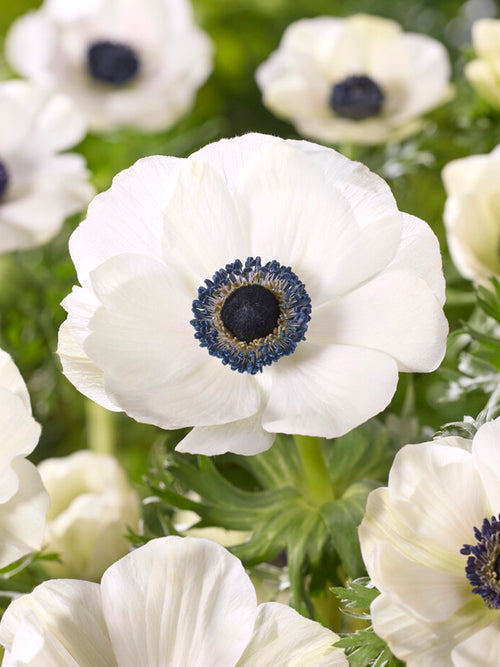 Anemone Galilee White