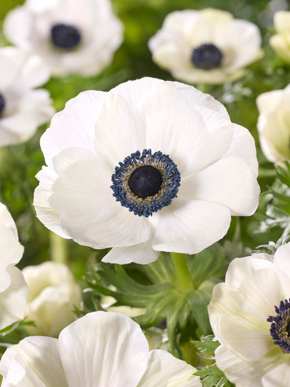 Anemone Galilee White