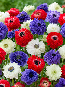 Anemone Stars and Stripes Collection
