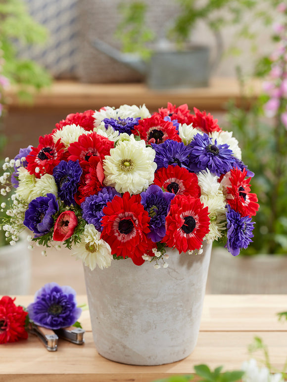 Anemone Stars and Stripes Collection