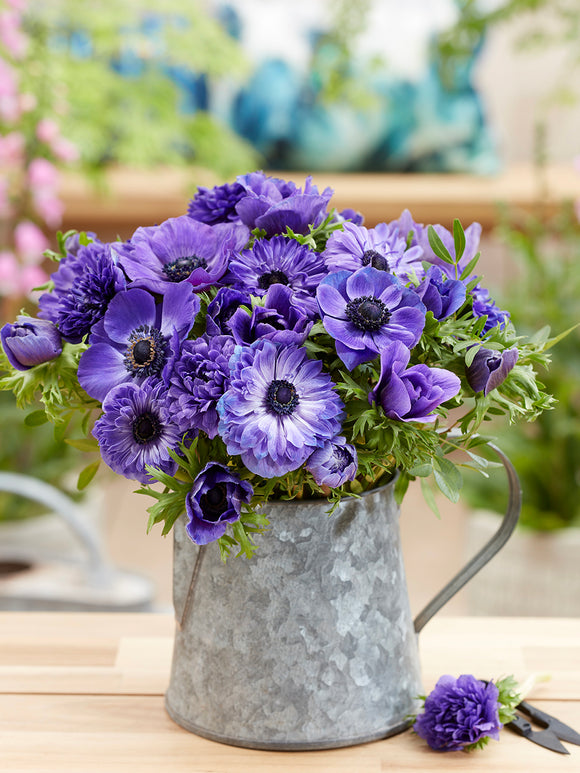 Anemone True Blue Collection