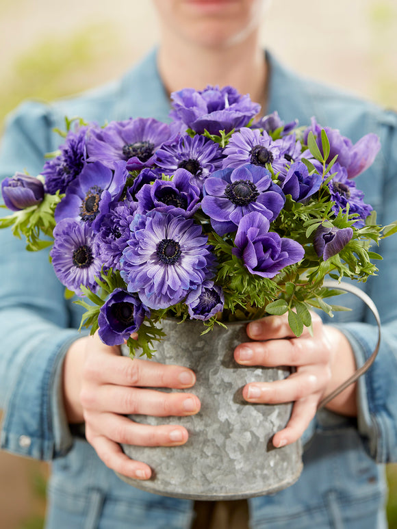 Anemone True Blue Collection