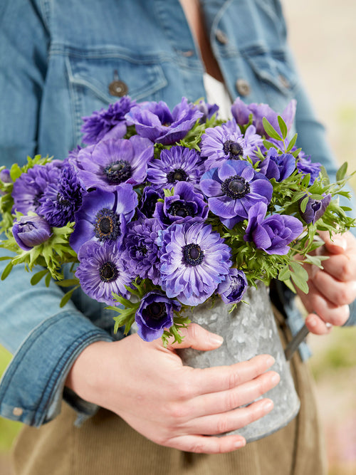 Anemone True Blue Collection