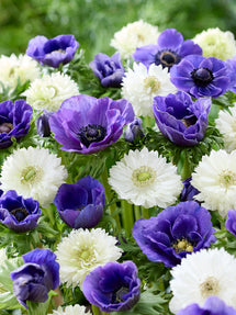 Anemone White Blues Collection