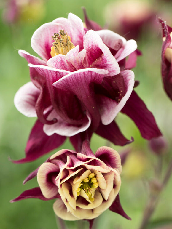 Columbine Winky Red and White
