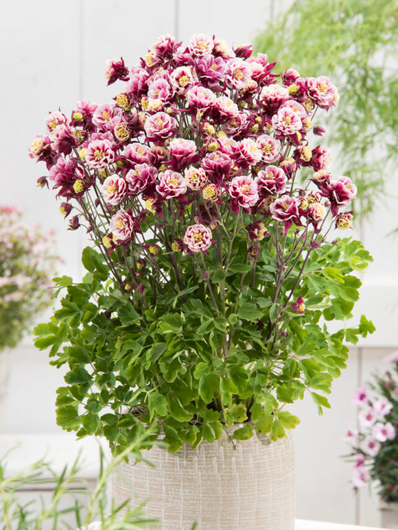 Columbine Winky Red and White