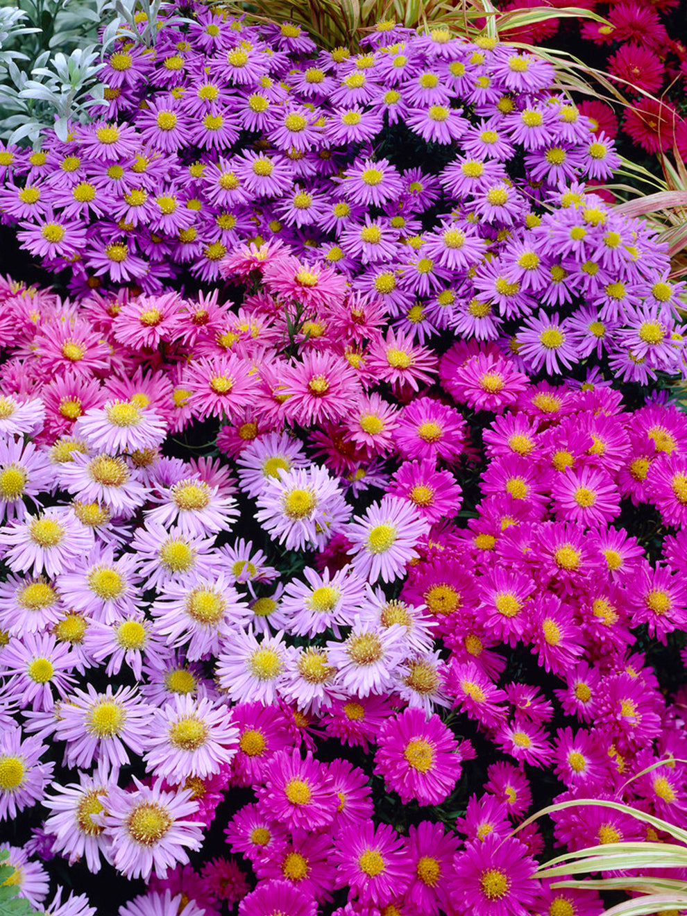 aster pot n patio mix 5 Bare Roots