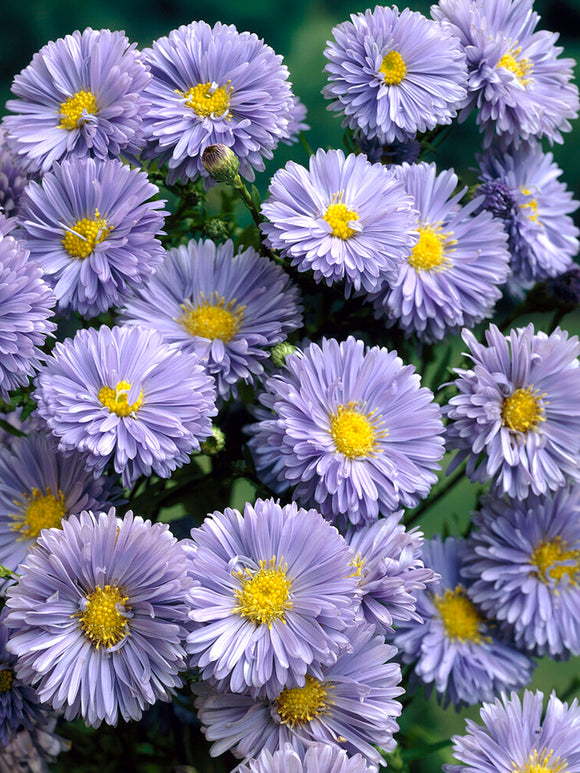 Aster novi-belgii 'Marie Ballard', also known as the New York Aster
