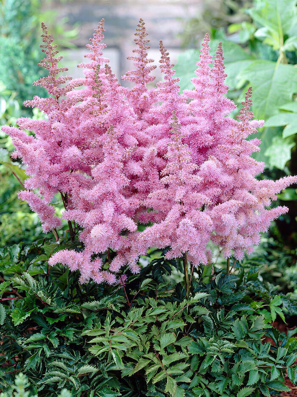 Astilbe Heart and Soul - astilbe bare roots