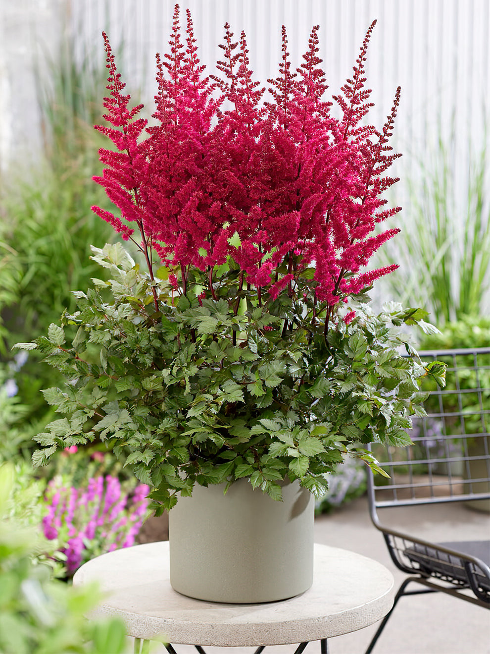 astilbe plant in pot Astilbe Volcano