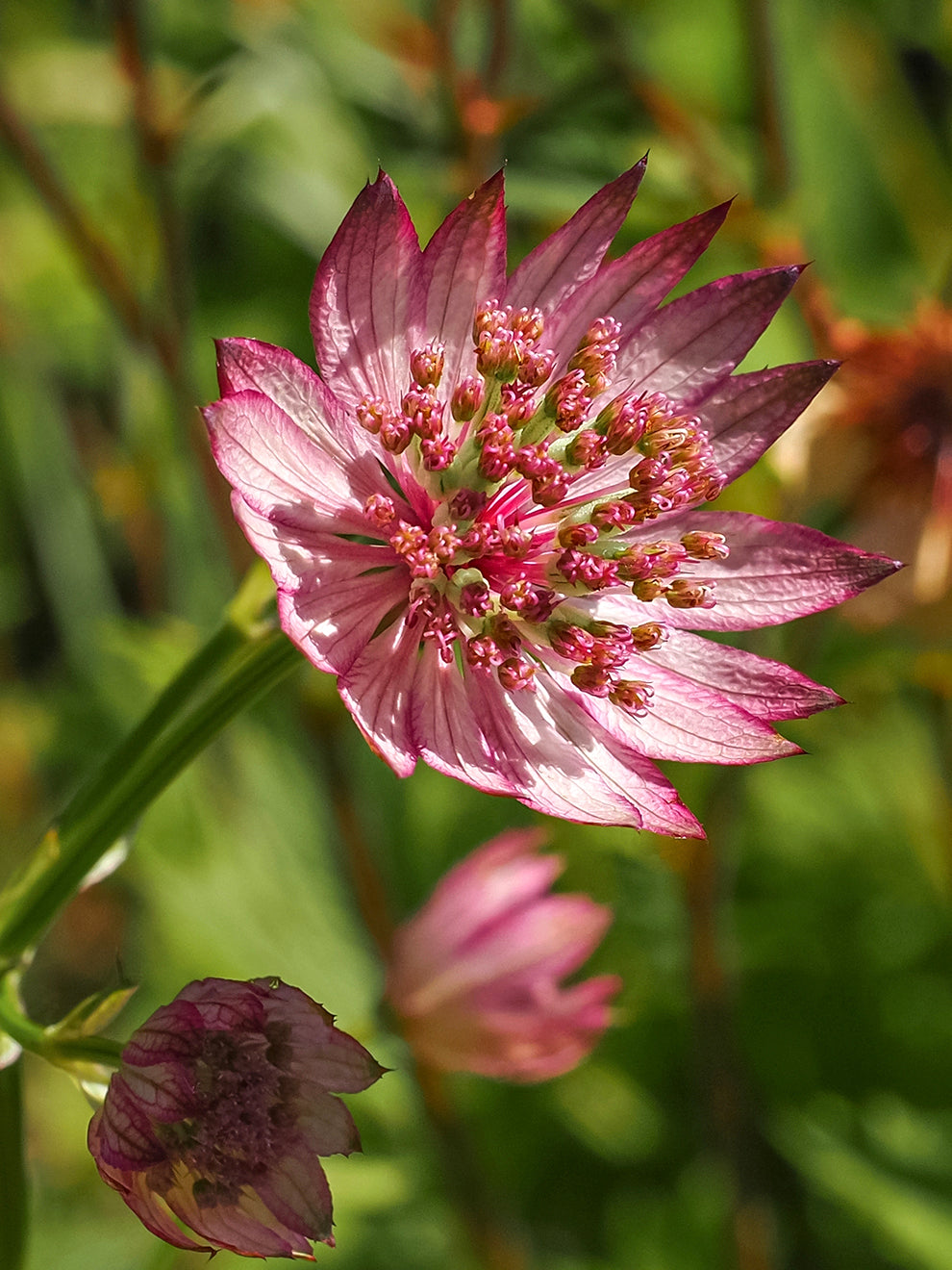 astrantia flower seeds Astrantia major Sparkling Stars Pink