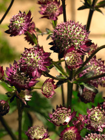 Astrantia Moulin Rouge