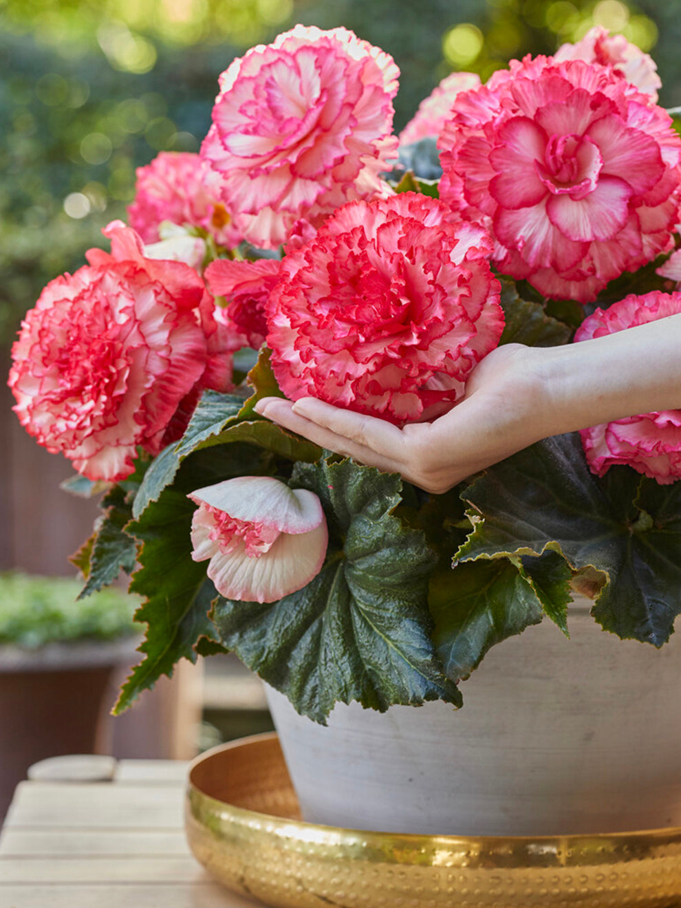 pink and white plant pot Begonia AmeriHybrid® Picotee White Pink