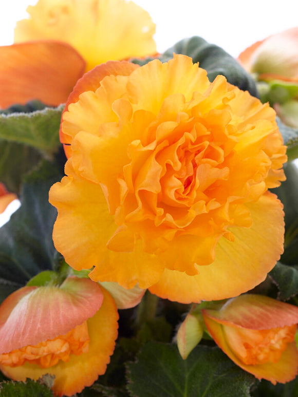 Begonia AmeriHybrid® Ruffled Apricot