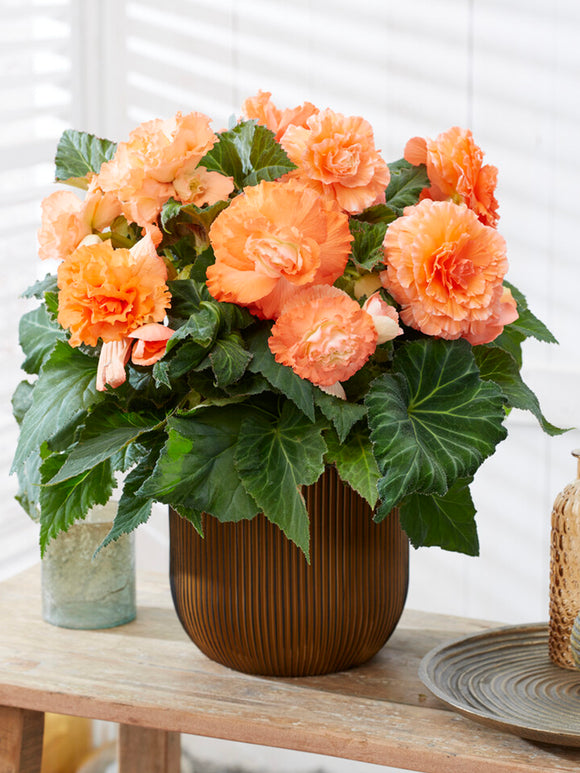 Begonia AmeriHybrid® Ruffled Apricot