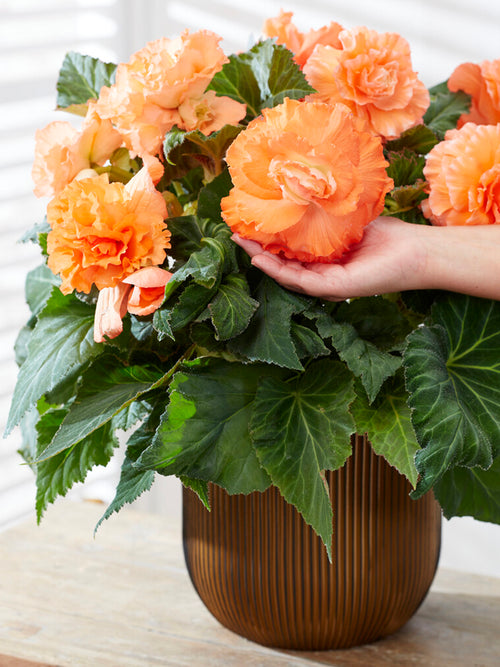 Begonia AmeriHybrid® Ruffled Apricot