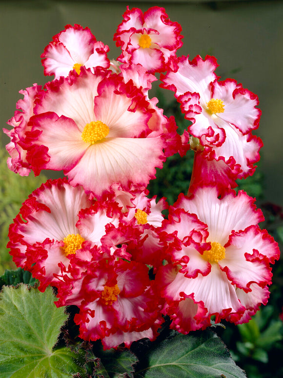 Begonia Crispa Marginata red white