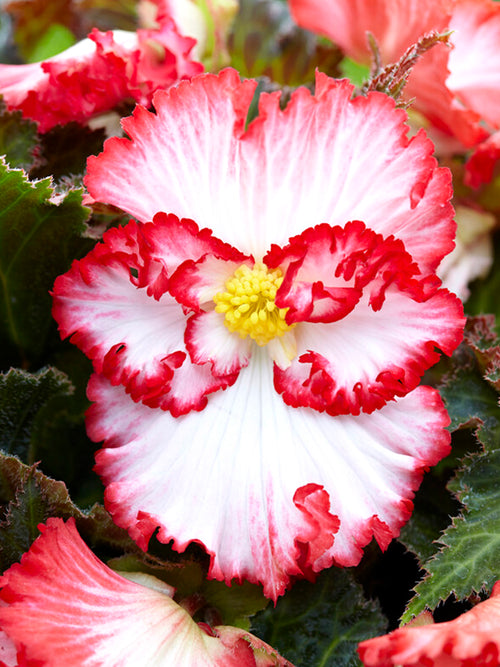 Begonia Crispa Marginata red white