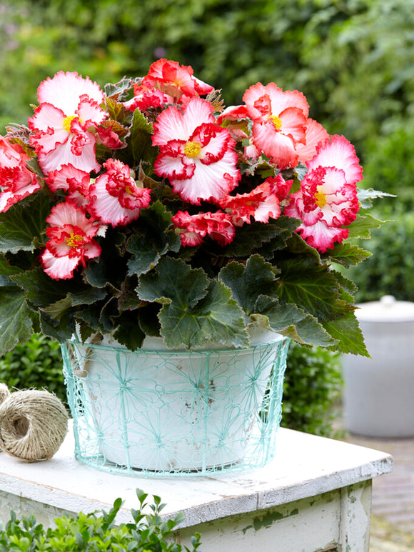 Begonia Crispa Marginata White/Red