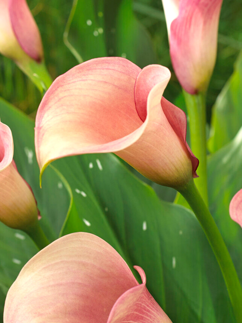 calla lily cut flower Calla Lily Captain Rosette