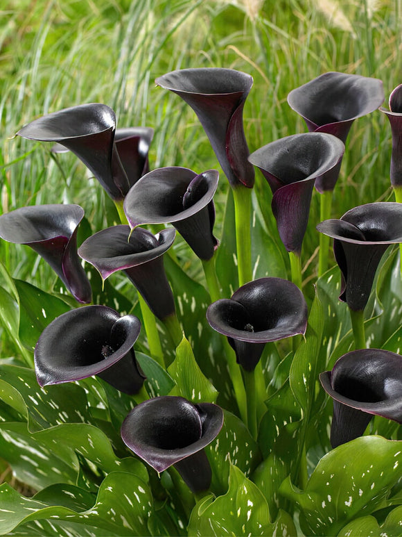 Calla Lily Cantor Bulbs